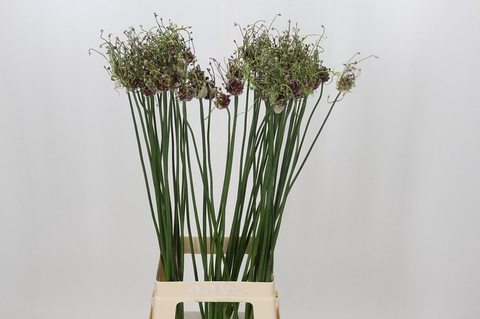 <h4>Allium Art</h4>