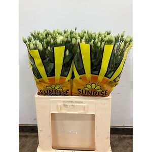 EUS G ROSI ROSE PINK