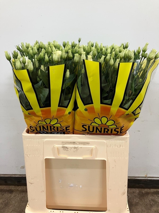 <h4>EUS G ROSI ROSE PINK</h4>