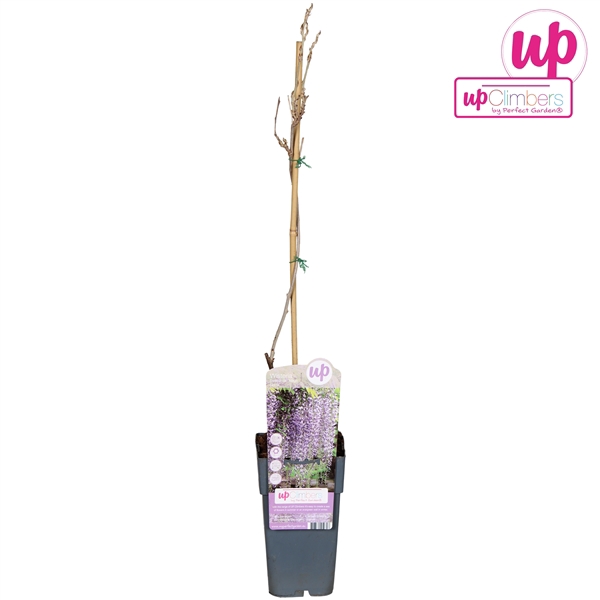 <h4>Wisteria floribunda Naga Noda P15</h4>