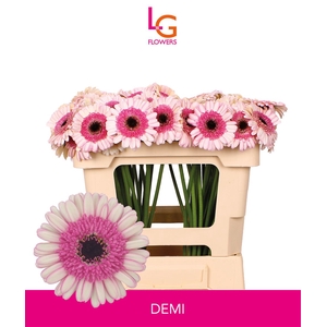 Germini Demi Diamond