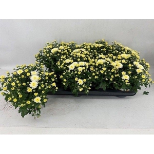 CHRYS GARDEN WHITE P12