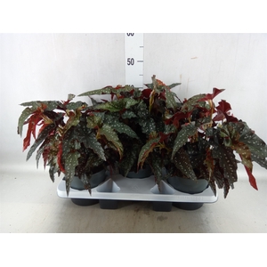 Begonia maculata