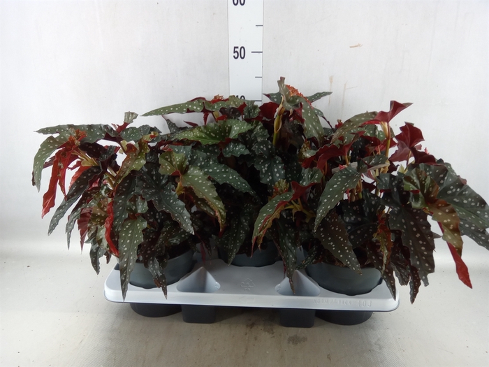 <h4>Begonia maculata</h4>