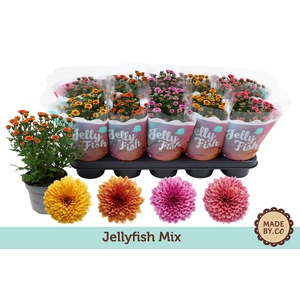 Chrysant Jellyfish Mix