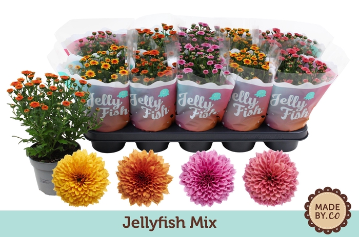 <h4>Chrysant Jellyfish Mix</h4>