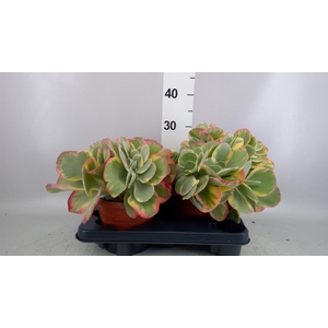 Kalanchoe NF thyrsiflora