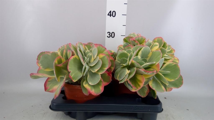<h4>Kalanchoe NF thyrsiflora</h4>
