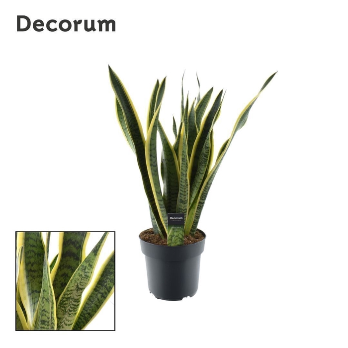 <h4>Sansevieria Laurentii (Decorum) 21 cm</h4>