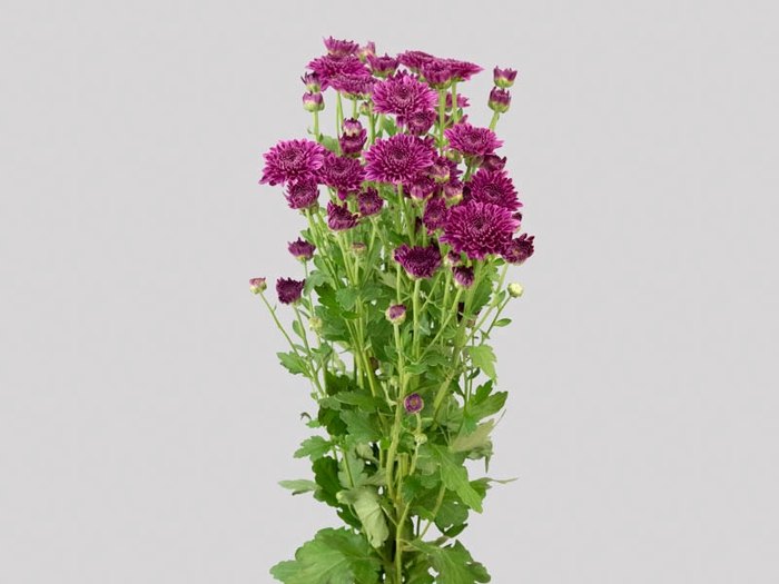 <h4>CRISANTEMO SANTINI PROCIDA 080 CM</h4>