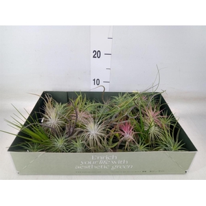 Tillandsia