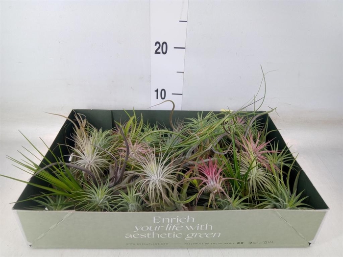 <h4>Tillandsia</h4>