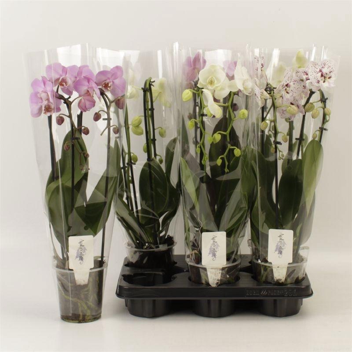 <h4>PHAL EL CASCADE</h4>