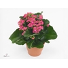 Kalanchoe blos. 'Favor Bella Rosa'