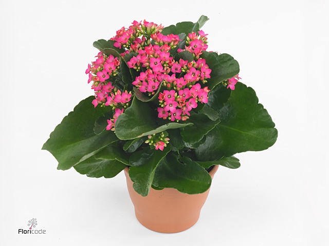 Kalanchoe blos. 'Favor Bella Rosa'