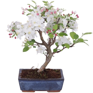 Bonsai Outdoor Deluxe Malus domestica ø20cm
