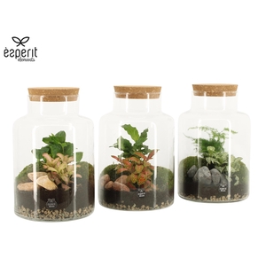 90068: Terrarium arrangement
