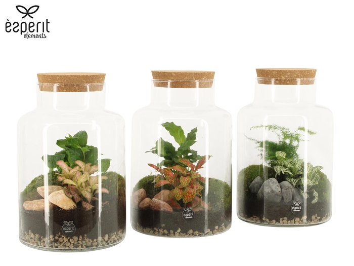 <h4>90068: Terrarium arrangement</h4>