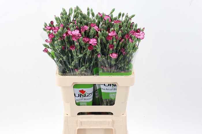 <h4>Di Solomio Lovefly x20</h4>