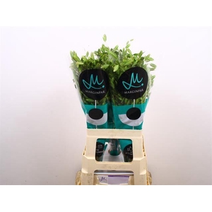 CHASMANTH LATIFOLIUM