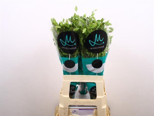 <h4>CHASMANTH LATIFOLIUM</h4>