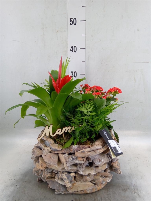 <h4>Arr.   Kamerplant Bloei H%</h4>