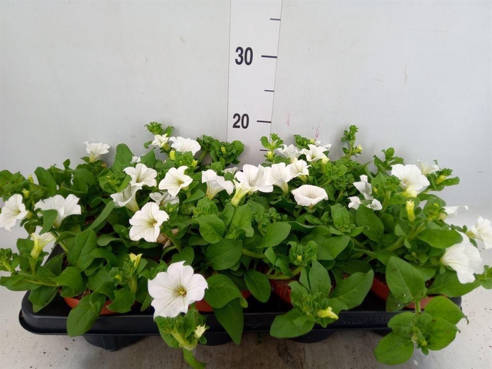 <h4>Petunia  'Surfinia Baby White'</h4>