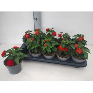 LANT SHAMROCK RED