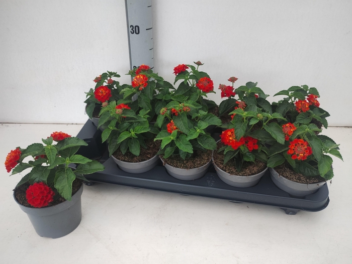 <h4>LANT SHAMROCK RED</h4>