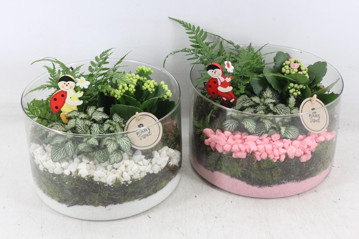 <h4>arr2 PL - Glas cilin. 401/2 - roze/wit</h4>