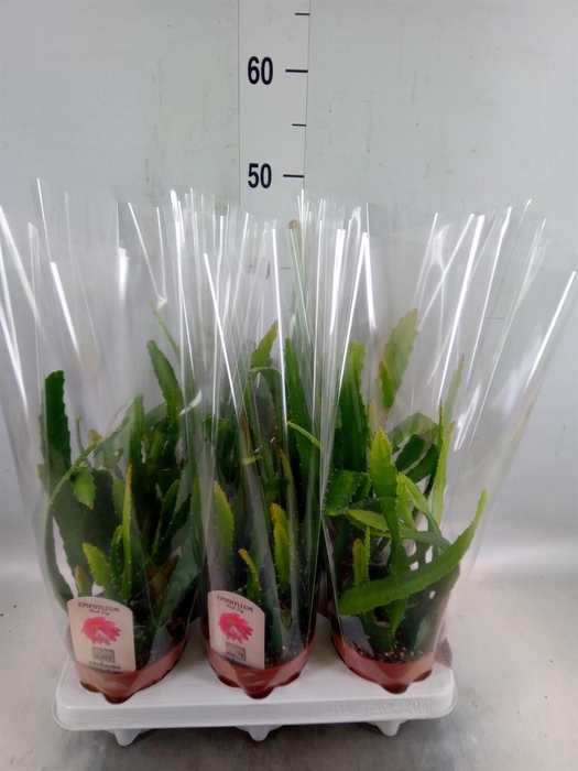 <h4>Epiphyllum   ...</h4>