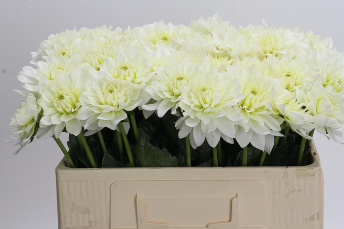 <h4>Dahlia Karma M. Zwaan</h4>