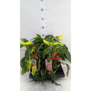 Capsicum annuum   ...peper