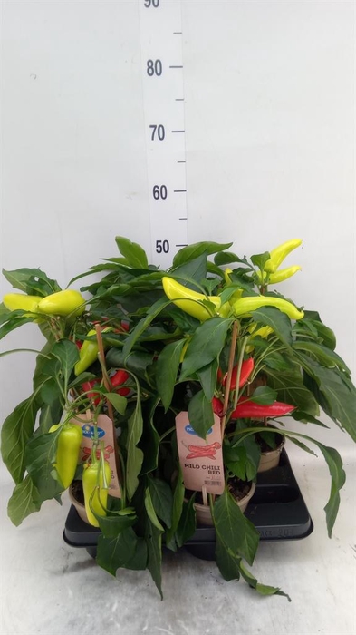 <h4>Capsicum annuum   ...peper</h4>