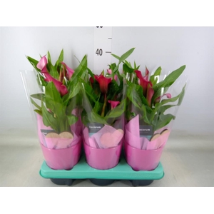 Zantedeschia   ...mix