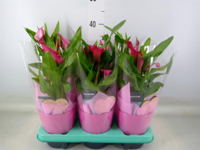 <h4>Zantedeschia   ...mix</h4>