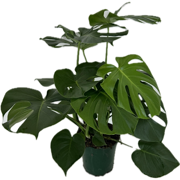 <h4>Monstera deliciosa p21</h4>