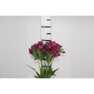 ALSTROEMERIA NAPOLI 080 CM