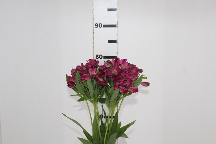 <h4>ALSTROEMERIA NAPOLI 080 CM</h4>