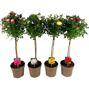 Rosa mix stam