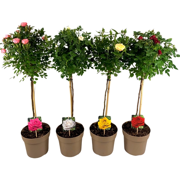 <h4>Rosa mix stam</h4>