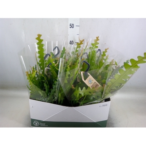Epiphyllum anguliger