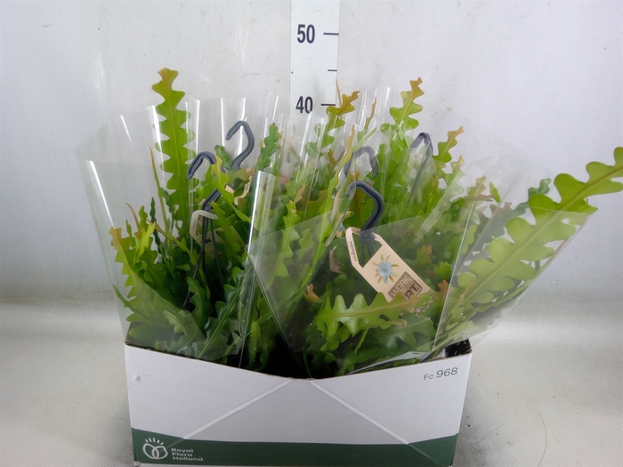<h4>Epiphyllum anguliger</h4>