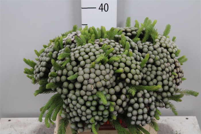 <h4>Kaaps Brunia Albiflora</h4>