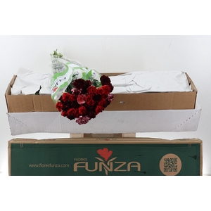 Di St Rainbow Red Box