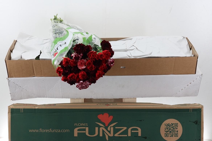 <h4>Di St Rainbow Red Box</h4>