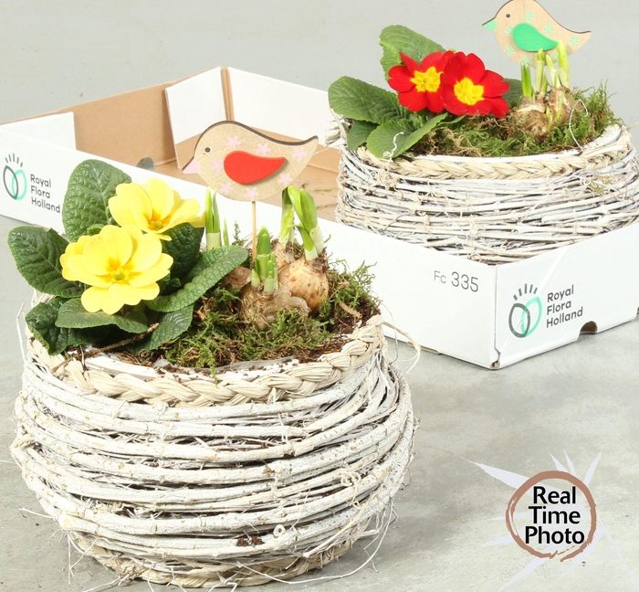 <h4>ARR TUINPLANTEN</h4>