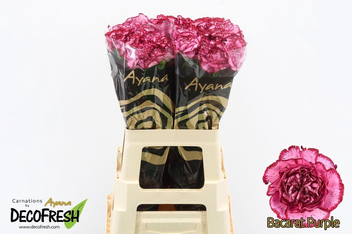 <h4>Di St Bacarat Purple</h4>