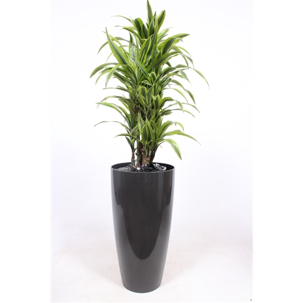 <h4>Dracaena Lemon Lime in Santorini pot "antraciet"</h4>