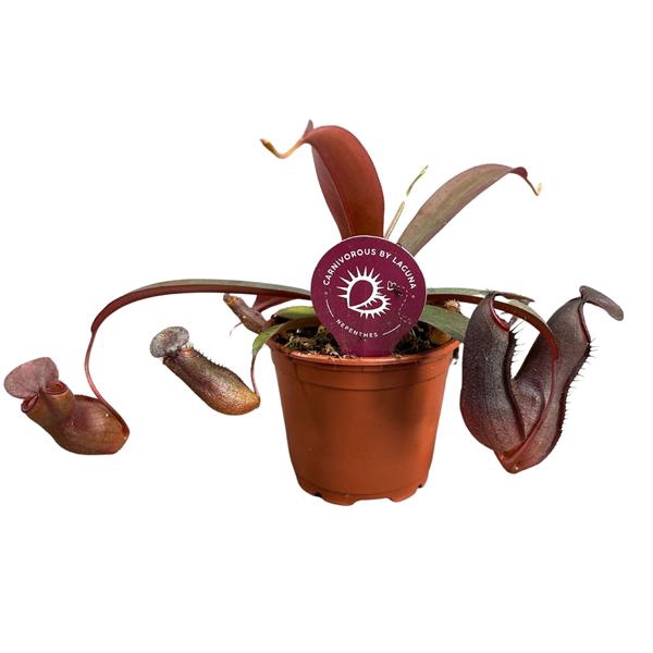 <h4>Nepenthes Rebecca Soper 8,5 cm</h4>